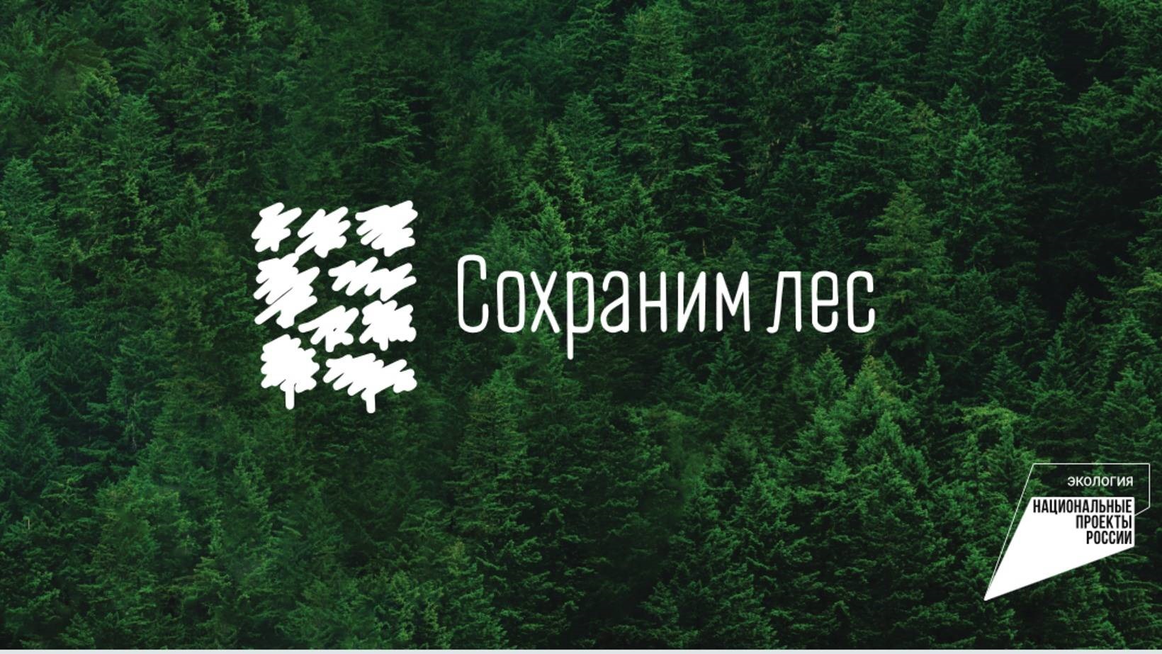 Региональный проект «Сохранение лесов» в рамках национального проекта «Экология»