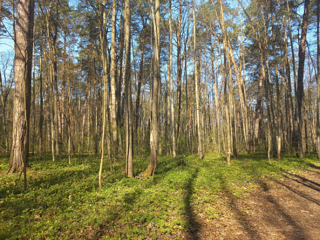 Создан лесопарковый зеленый пояс города Алексин Алексинского района Тульской области площадью 14,47 га.